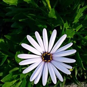 Meet your Posher, Jiaxin